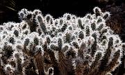 Cholla 1087